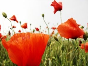 Pratico di Nessuno. Riflessioni sulla comunicazione illusioni sconfitta claudia salamone n37ip8zclk0 unsplash